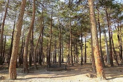 خشک‌شدن بیش از ۸۰۰ درخت در پارک چیتگر
