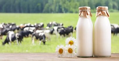 تولید شیر بدون نیاز به گاو!