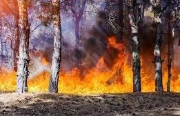فیلم/ آتش‌سوزی مرگبار در نیومکزیکو