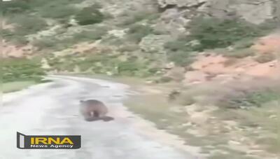 ویدیویی از مشاهده خرس قهوه‌ای در وسط جاده یک منطقه تفریحی  شهر ایلام