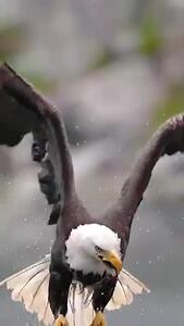 فیلم هیجان انگیز از شکار ماهی توسط عقاب