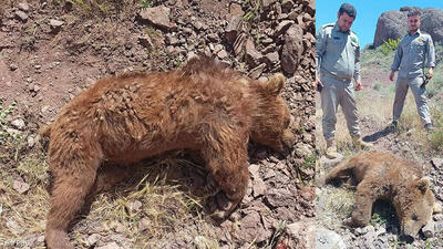 کشته شدن خرس قهوه ای بر اثر برخورد با خودرو