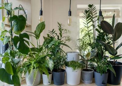 کاشت و برداشت خانگی؛ لامپ رشد برای گیاهان آپارتمانی خوبه؟ اگه آره نحوه استفادش چطوره؟