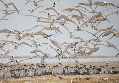 سرشماری 12هزار پرندۀ مهاجر در زیستگاه‌های لرستان - تسنیم