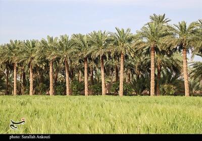 تولید 175 هزار تن خرما در استان بوشهر - تسنیم