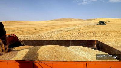 ۷۲ مرکز در آذربایجان‌غربی گندم را به صورت تضمینی خریداری می‌کنند
