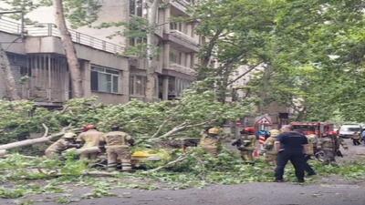سقوط درخت بر اثر وزش باد شدید در خیابان پاسداران تهران + فیلم