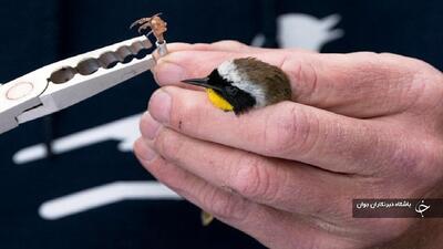 حلقه‌گذاری پرندگان در زیستگاه‌های آذربایجان‌غربی آغاز شد