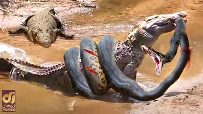 (ویدئو) نبرد هولناک دو تمساح بر سر خوردن لاشه مار غول‌پیکر!