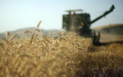 افزایش تولید گندم با راهبرد حداکثر سازی تولید