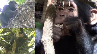 دانشمندان با «کارآگاهی» از شامپانزه‌های وحشی ۱۳ گیاه دارویی جدید کشف کردند