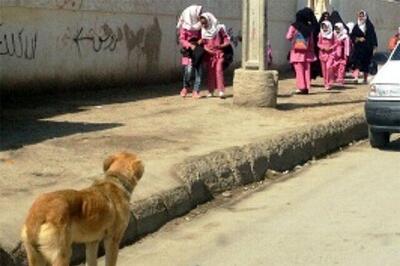 حمله سگ‌های ولگرد به کودکان مازندرانی! + عکس