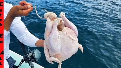 (ویدئو) ماهیگیری حیرت انگیز صیاد آمریکایی با مرغ برای شکار ماهی های بزرگ!