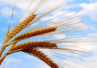 خرید تضمینی ۴.۷ میلیون تن گندم به ارزش ۸۴ همت در فصل بهار