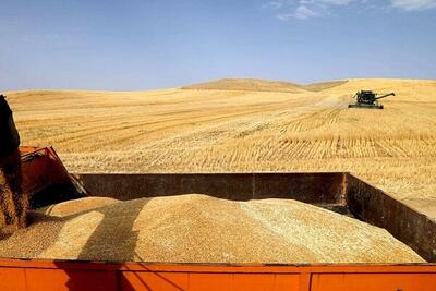 ۴.۷ میلیون تن گندم در فصل بهار به ارزش ۸۴ همت خریداری شد