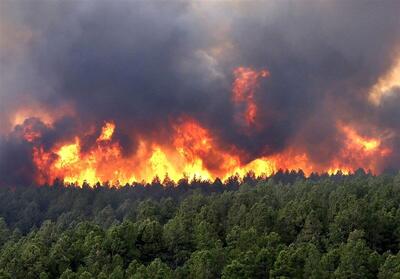 جنگل های پلدختر در محاصره آتش/ فرماندار درخواست اعزام بالگرد کرد