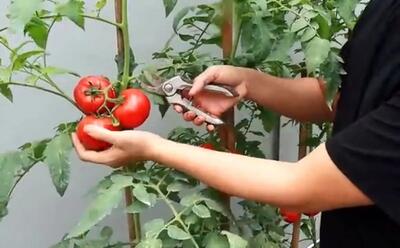 کشاورزی خلاقانه؛ روش جالب کاشت گوجه واسه اونایی که باغچه ندارن آبیاریشم قطره ای کن