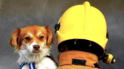 قدردانی جالب سگ از آتش‌نشان بعد از نجات جانش (فیلم)