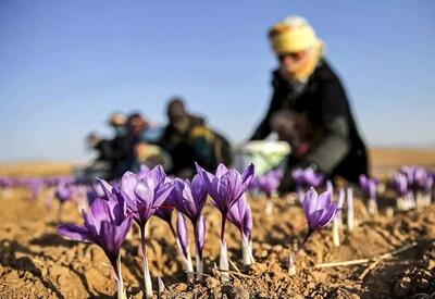 ۹۰ درصد زعفران جهان در ایران تولید می‌شود