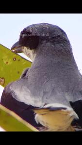 (ویدئو) پرنده عجیبی که شکارش را به سیخ می‌زند و کباب می‌کند