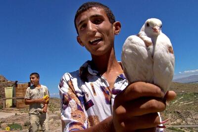 (تصاویر) کبوتر «ارمنی»؛ کبوتر پشتک‌زن گران‌قیمتی که ایرانی‌ها عاشق آن هستند!