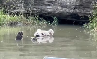 (ویدئو) حال خوب یک خرس هنگام آبتنی