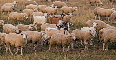 تست قدرت دید: گرگی که خودش را میان گله گوسفندان پنهان کرده را شناسایی کنید!