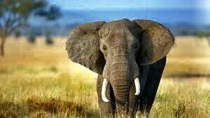 (هشدار ؛ صحنه دلخراش) لحظه وحشتناکی که فیل هندی صاحبش را کشت! | ببینید چگونه فیل عصبانی صاحبش را له کرد؟!