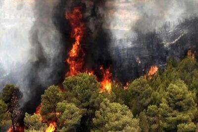 شهروندان: جنگل‌های زاگرس در حال سوختن هستند/ سازمان حفاظت محیط زیست: آتش مهار شده است!