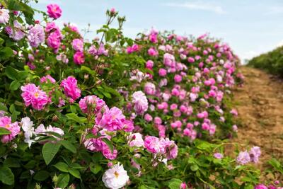 تولید بیش از چهار هزار و 400 تن گل محمدی در آذربایجان شرقی