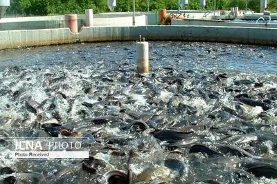 تولید سالانه بیش از ۳۲ هزار تن انواع ماهی در لرستان