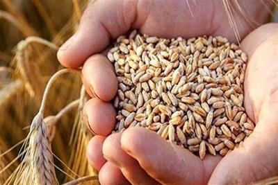 چند میلیون تن گندم تاکنون خریداری شده است؟