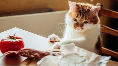 نان خور شدن گربه ها چه خطراتی دارد؟
