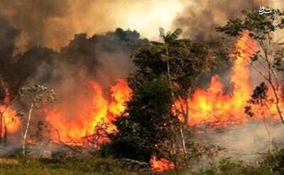 فیلم/ گزارشی از مهار آتش در جنگل‌های پلدختر
