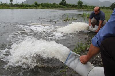 رهاسازی بچه ماهی سفید در رودخانه چِلَوند آستارا
