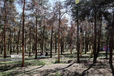 منابع طبیعی در پارک‌های جنگلی تهران مستقر شد