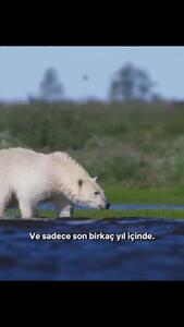 شکار خونین ببینیم از خرس قطبی + فیلم