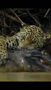 فیلم عجیب از شکار کردن شکارچی توسط پلنگ