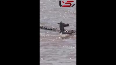 فیلم دلخراش از شکار شدن گورخر توسط تمساح ها