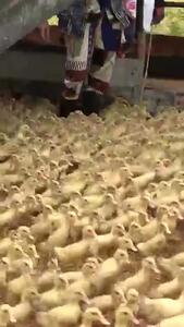 فیلم بامزه از مزرعه پرورش جوجه اردک ها + فیلم