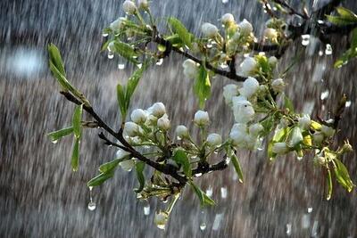 بارش باران در نقاط مختلف کشور