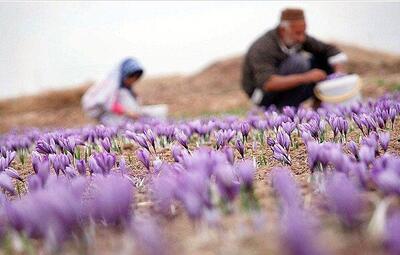 اشتغالزایی برای ۱۱۳۲ نفر در بخش کشاورزی اصفهان| استقبال کشاورزان از کشت زعفران و گلرنگ