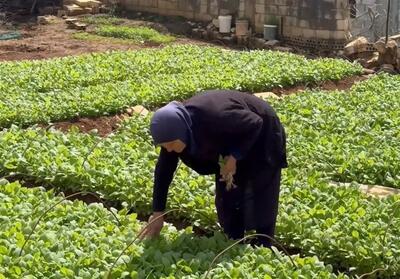 حملات به مزارع جنوب با هدف نابودی امنیت غذایی لبنان- فیلم دفاتر خارجی تسنیم | Tasnim