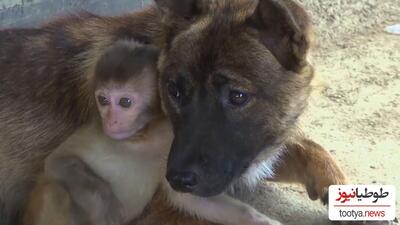 (ویدئو) آیا تا حالا کشتی میمون با سگ رو دیده بودین اونم بصورت حرفه ای!؟