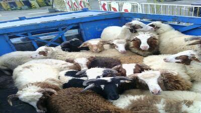 کشف گوسفند قاچاق در رودبار
