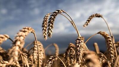 پیش‌بینی برداشت ۳۵ هزار تن گندم در ملایر