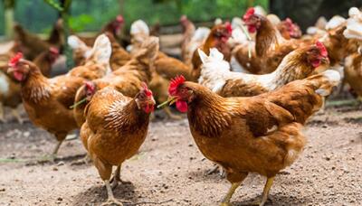 افزایش ۴۰ درصدی تولید گوشت مرغ طی ۳ ماه اخیر در خوزستان نسبت به مدت مشابه پارسال