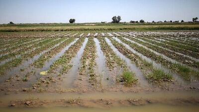 سیل و تگرگ بیش از هزار میلیارد ریال به کشاورزی شاهرود خسارت زد