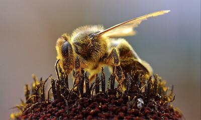زنبور‌ها چگونه شکارچیان خود را گیج می‌کنند؟ (فیلم)