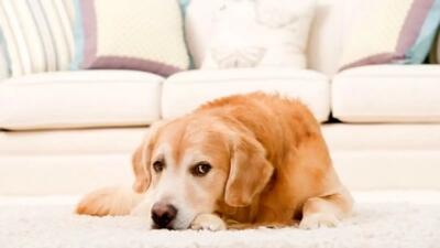 در مورد علت ایجاد بوی بد سگ چه می دانید؟